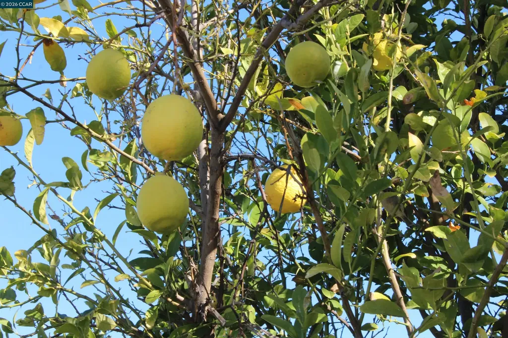 330 W Cypress Road Oakley CA 94561