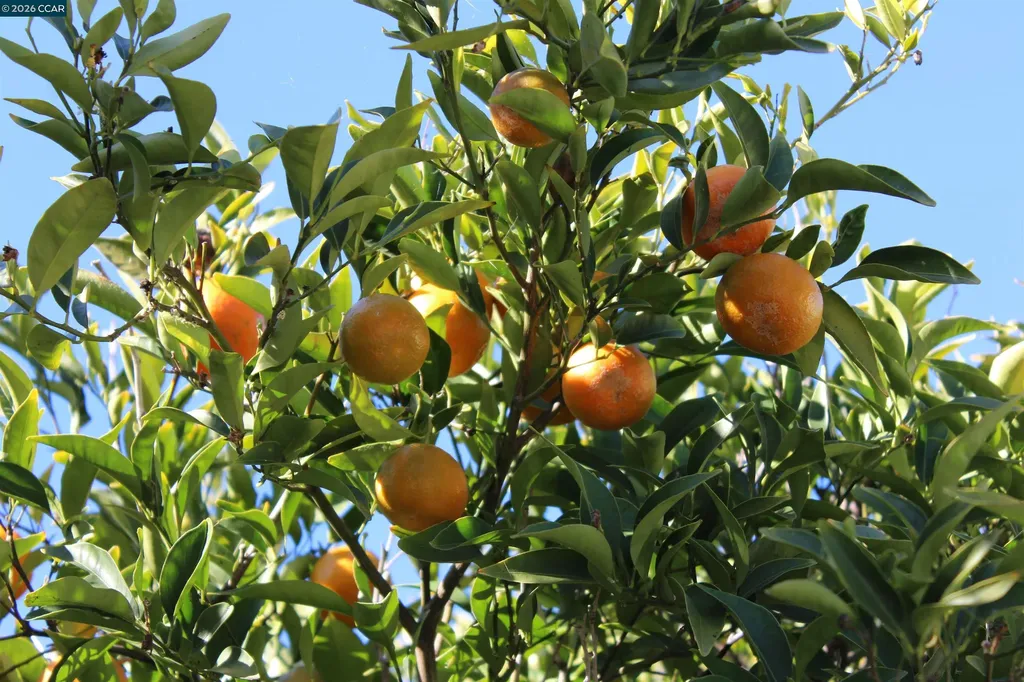 330 W Cypress Road Oakley CA 94561