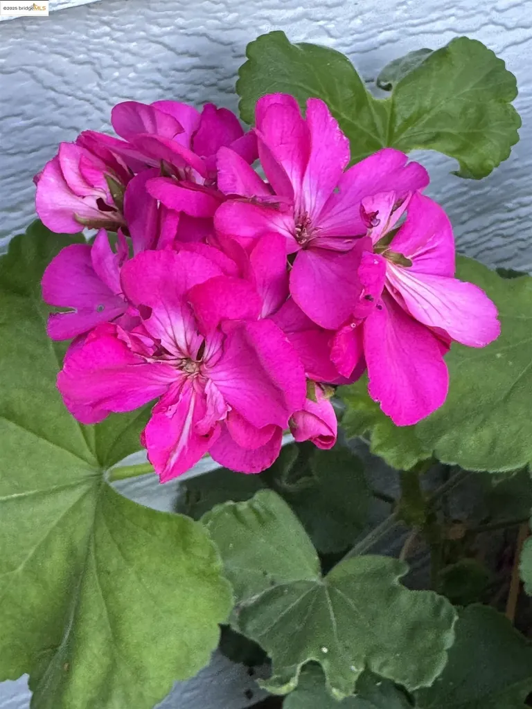 3124 Sunflower Drive Antioch CA 94531