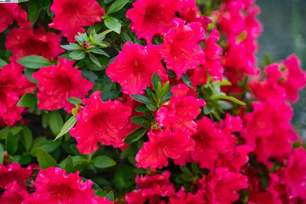 484 El Pintado Road Danville CA 94526