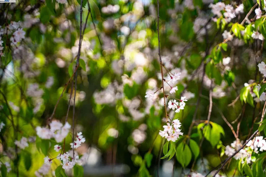 484 El Pintado Road Danville CA 94526