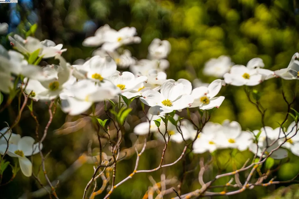 484 El Pintado Road Danville CA 94526