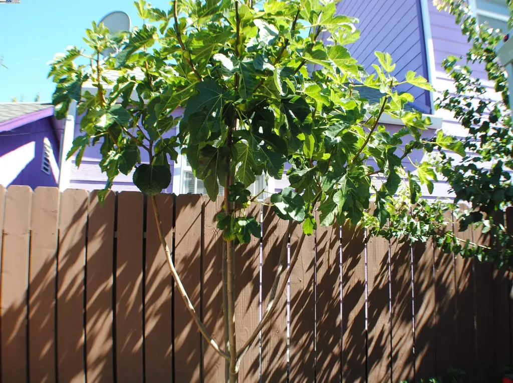 10468 West Court Oakland CA 94603