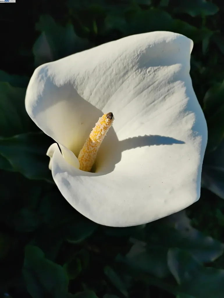 2621 66th Avenue Oakland CA 94605