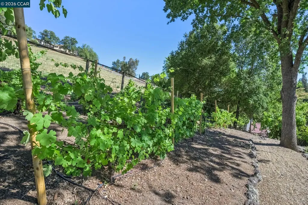 3211 Stone Valley Road Alamo CA 94507