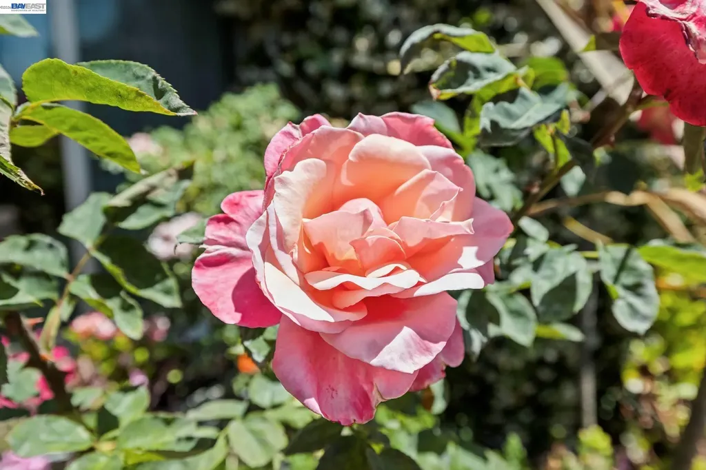 33166 Basswood Avenue Union City CA 94587