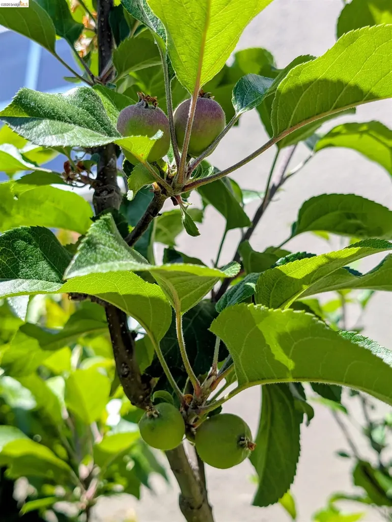 4021 Waterhouse Oakland CA 94602