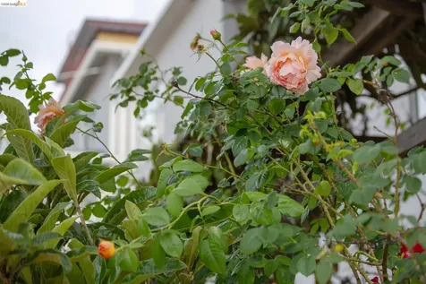 1825 Highland Place Berkeley CA 94709