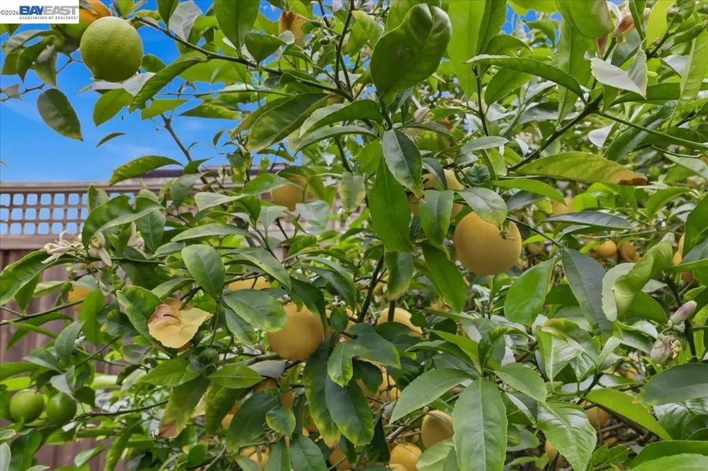 4374 Eggers Drive Fremont CA 94536