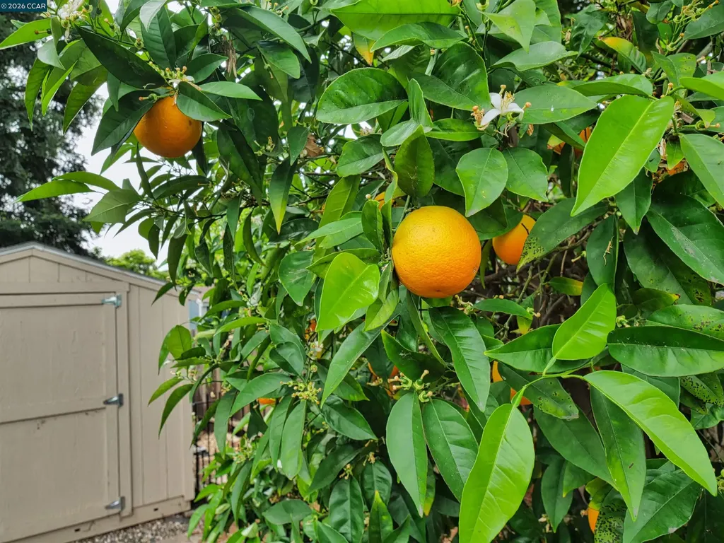 1260 Apple Drive Concord CA 94518