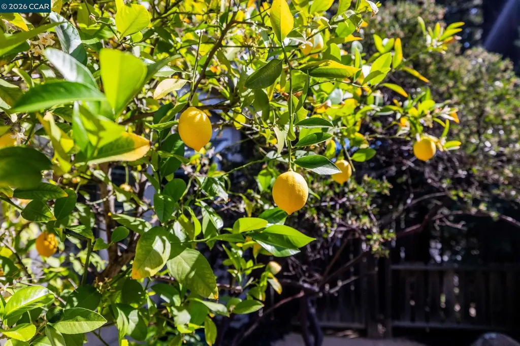 770 Highbridge Lane Danville CA 94526