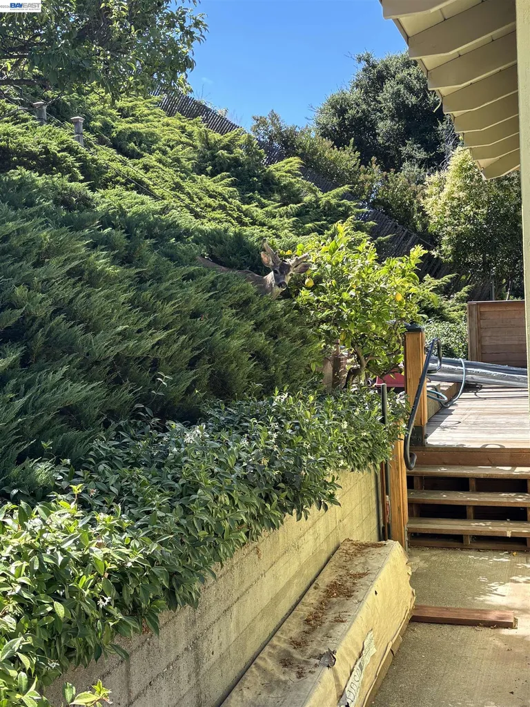 21671 Shady Spring Road Castro Valley CA 94546