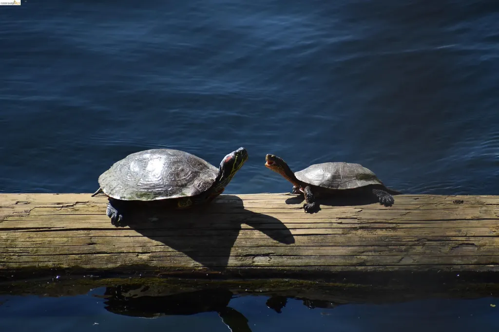 1056 Discovery Bay Boulevard Discovery Bay CA 94505