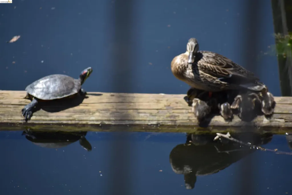 1056 Discovery Bay Boulevard Discovery Bay CA 94505