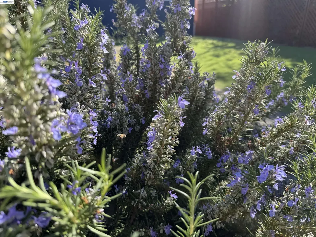 2672 Watson Street Castro Valley CA 94546