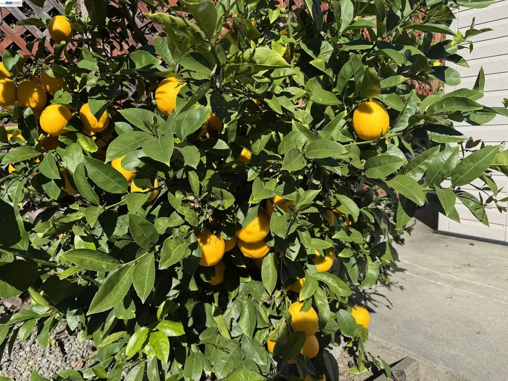 2672 Watson Street Castro Valley CA 94546