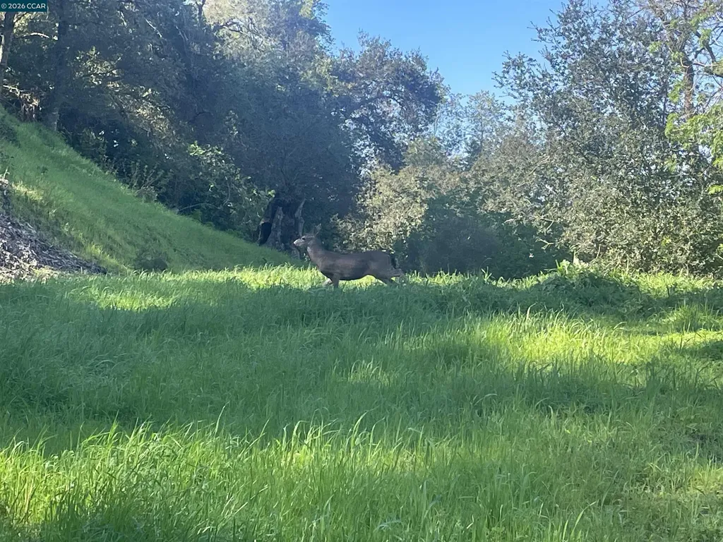 2965 Rohrer Drive Lafayette CA 94595