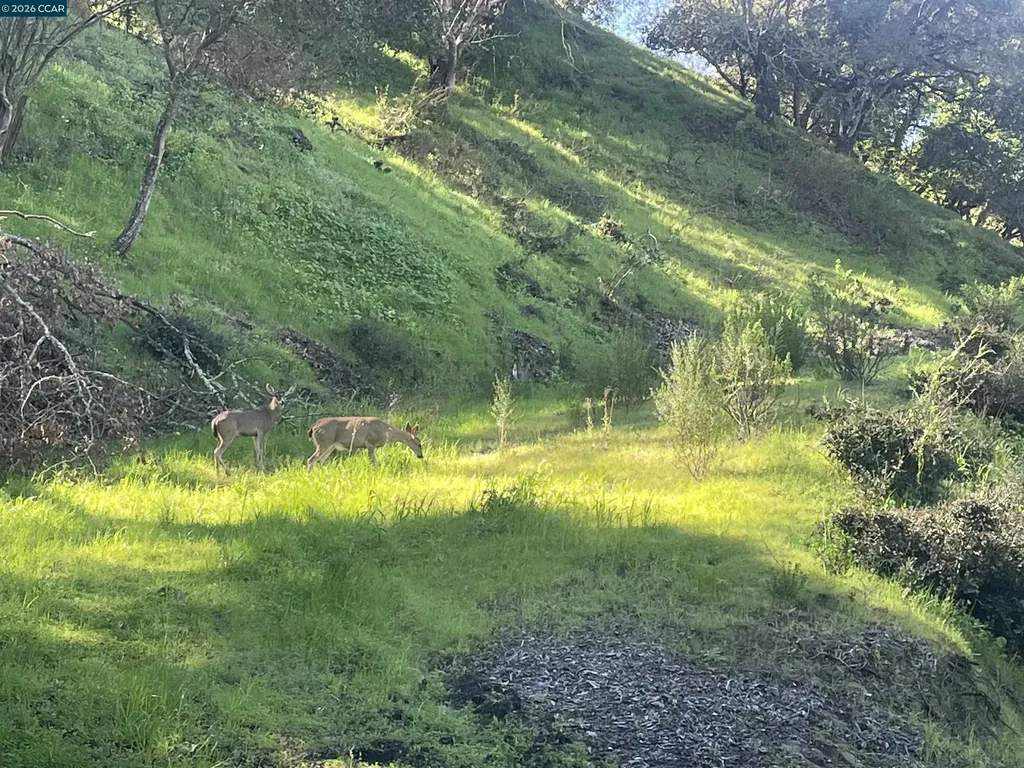 2965 Rohrer Drive Lafayette CA 94595