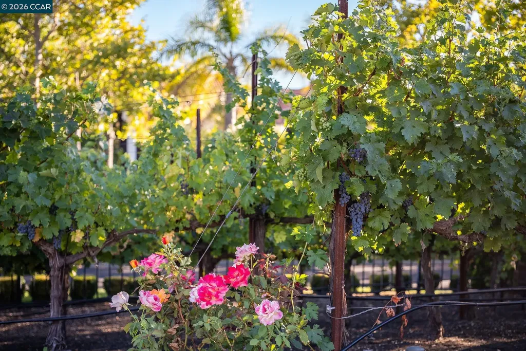 940 Eagle Ridge Drive Danville CA 94506