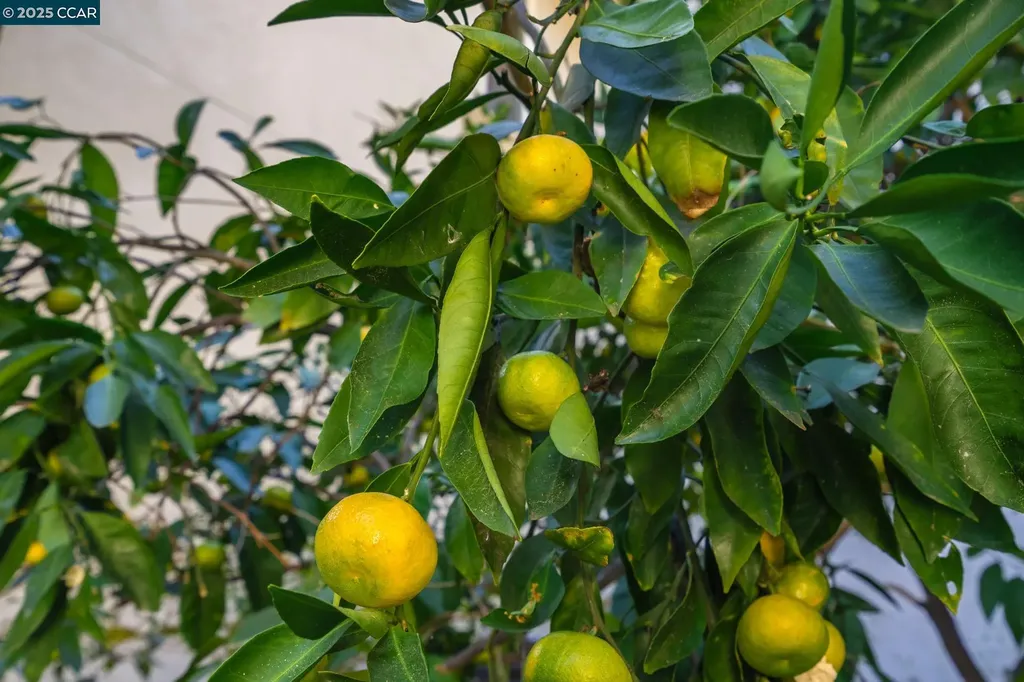 471 El Rio Danville CA 94526