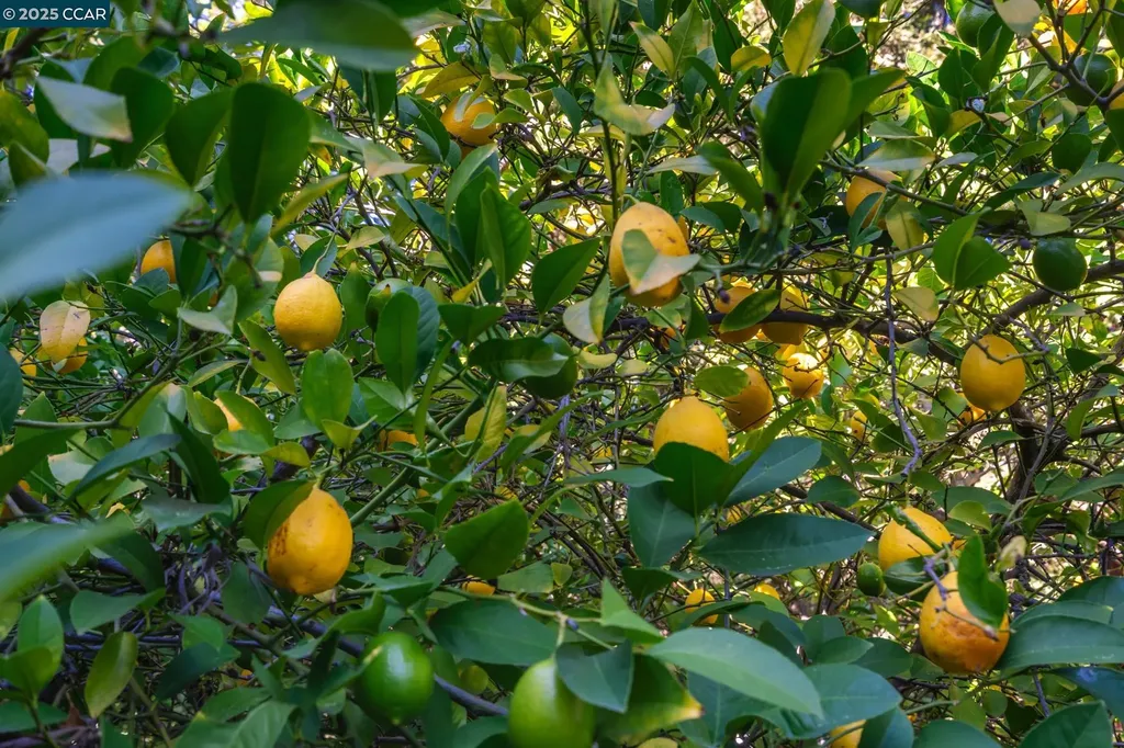 471 El Rio Danville CA 94526