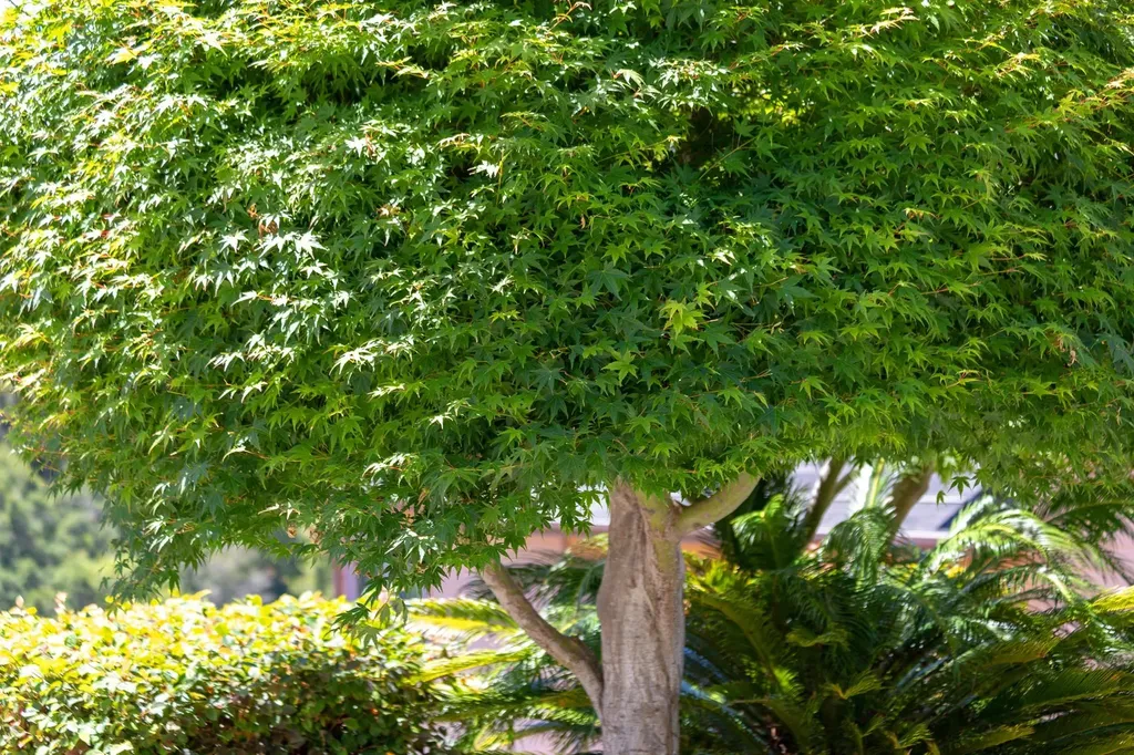 10353 Royal Oak Road Oakland CA 94605