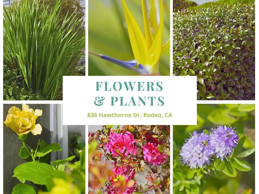 836 Hawthorne Drive Rodeo CA 94572