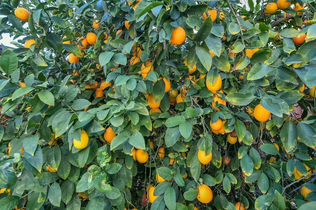 2472 Grant Street Brentwood CA 94513