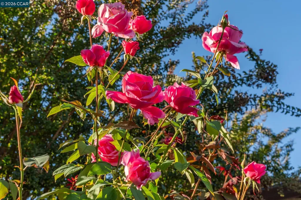 843 Luz Court Danville CA 94526