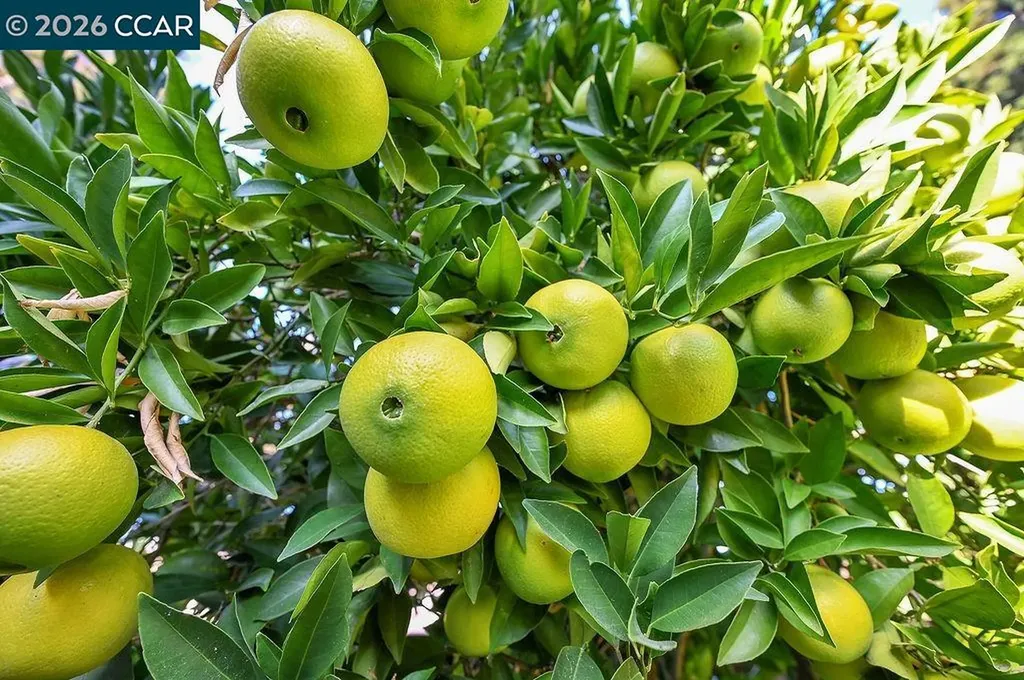 916 Calle Verde Martinez CA 94553