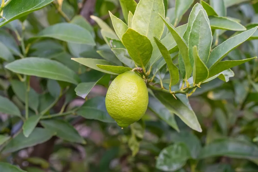 1525 Tyler Street Berkeley CA 94703