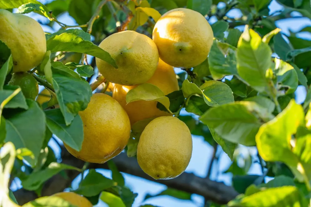 1525 Tyler Street Berkeley CA 94703