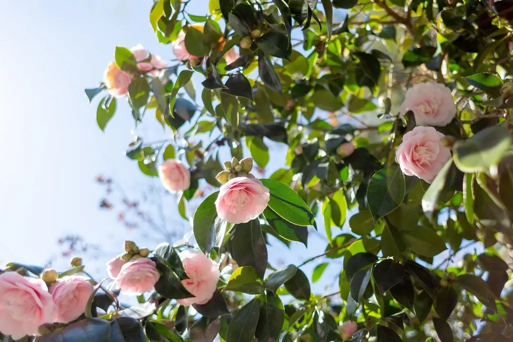 1106 Cragmont Avenue Berkeley CA 94708