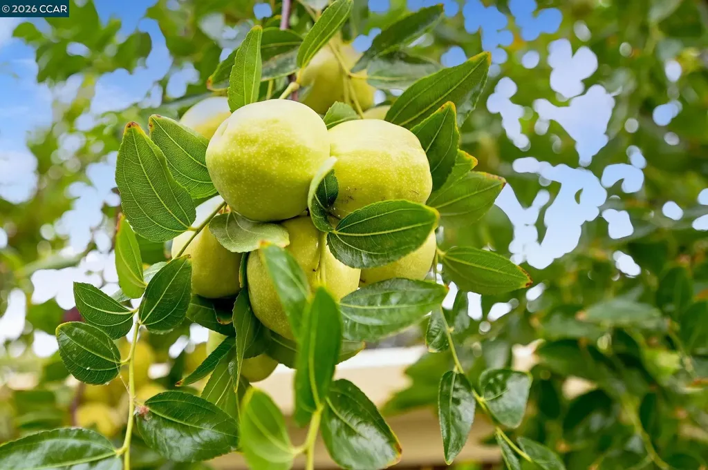 1577 Chianti Lane Brentwood CA 94513