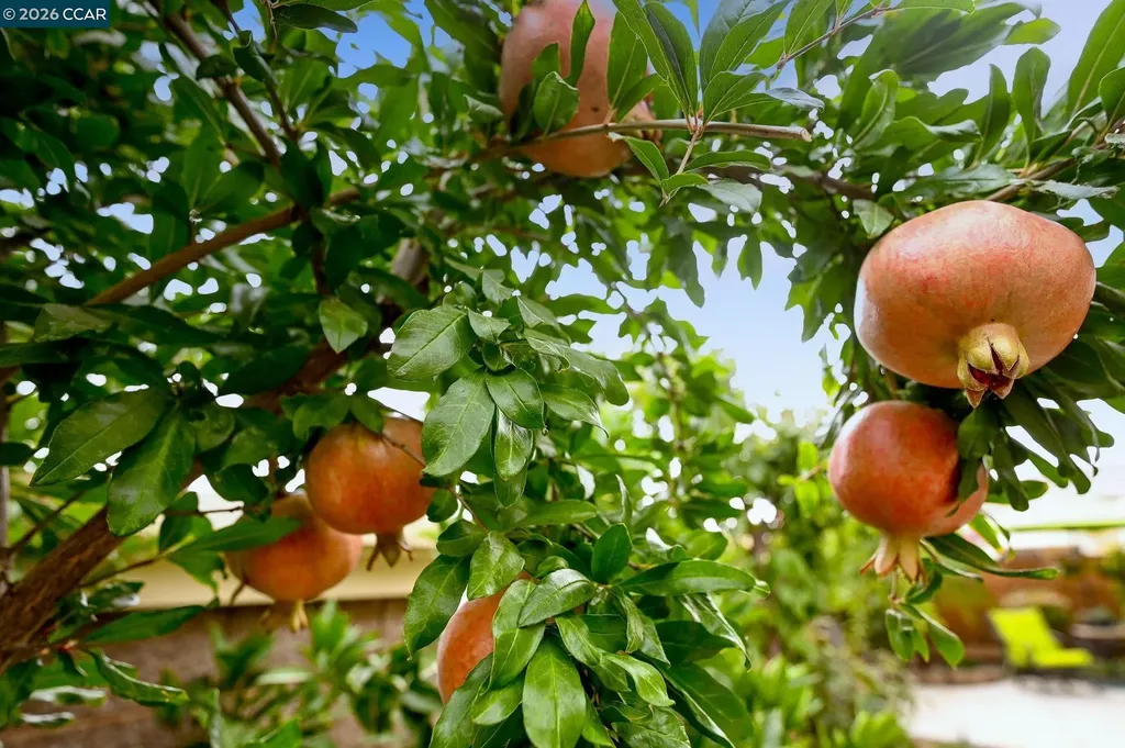 1577 Chianti Lane Brentwood CA 94513