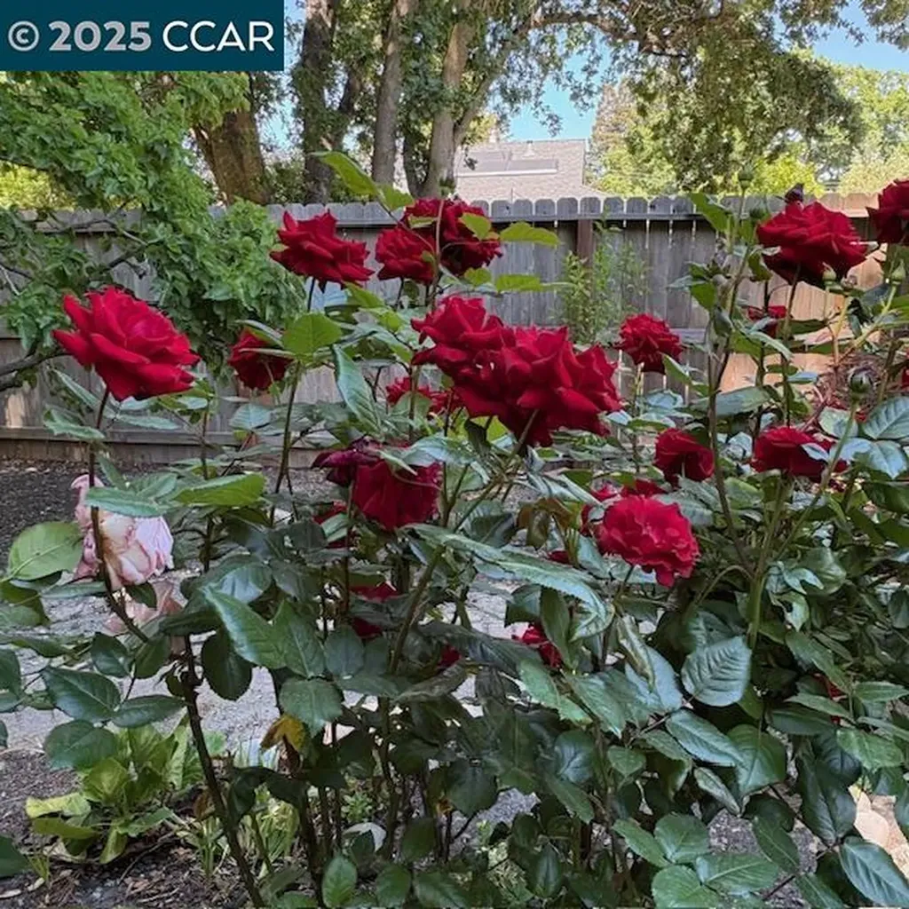 2150 Whyte Park Avenue Walnut Creek CA 94595