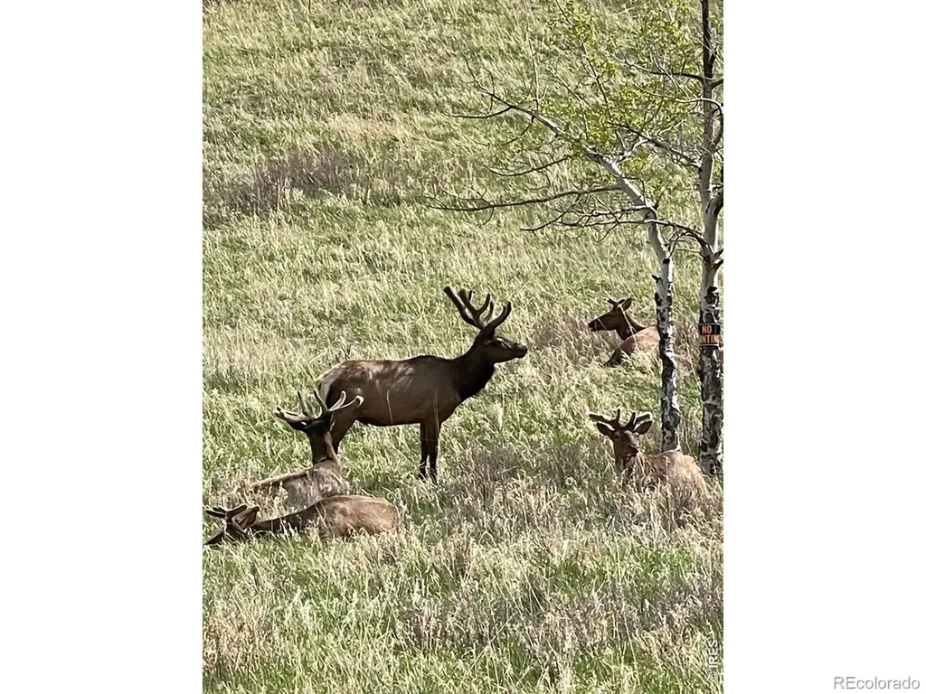 1705 Hummingbird Drive Estes Park CO 80517