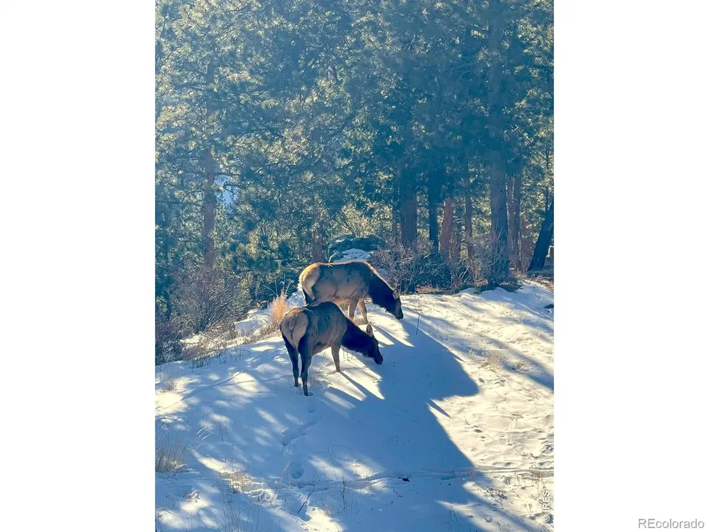 200 Rocky Knob Lane Nederland CO 80466