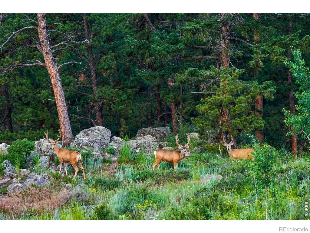200 Rocky Knob Lane Nederland CO 80466