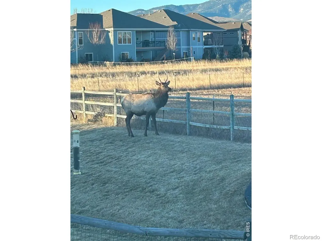 3156 Ivy Drive Loveland CO 80537