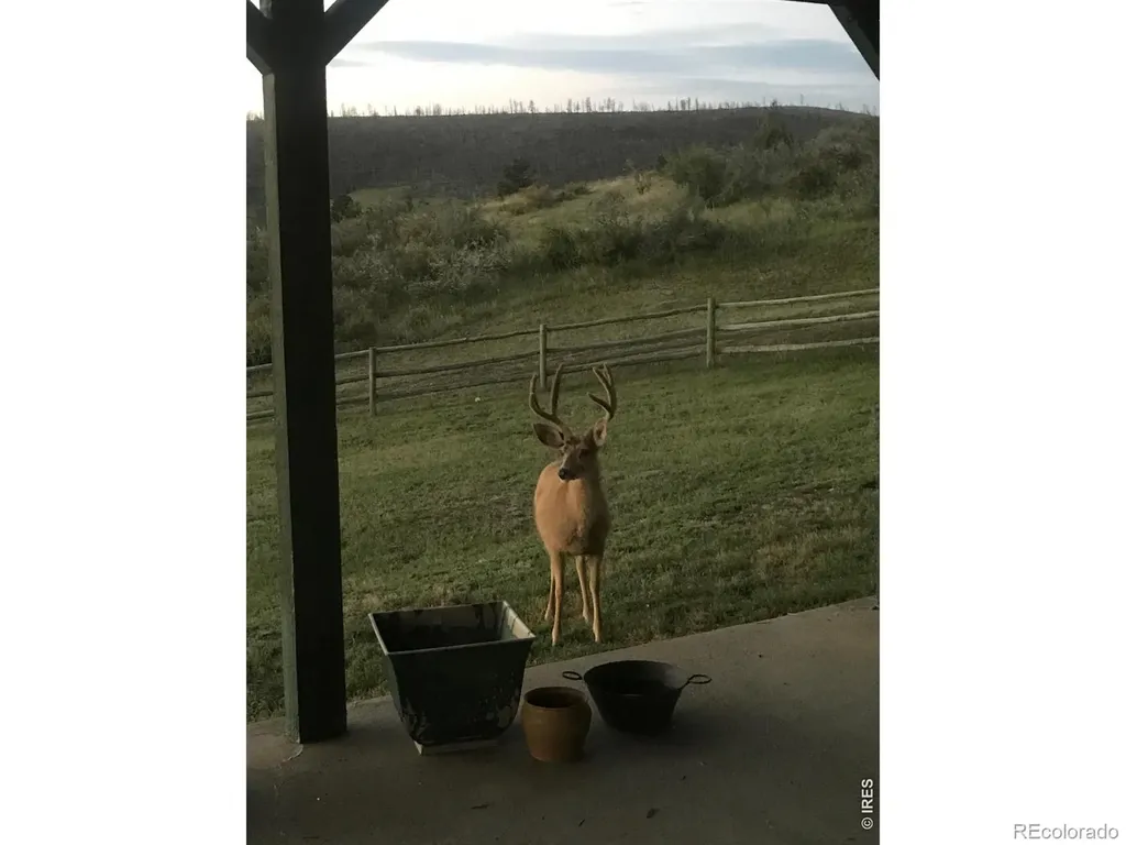 115 Paca View Court Livermore CO 80536