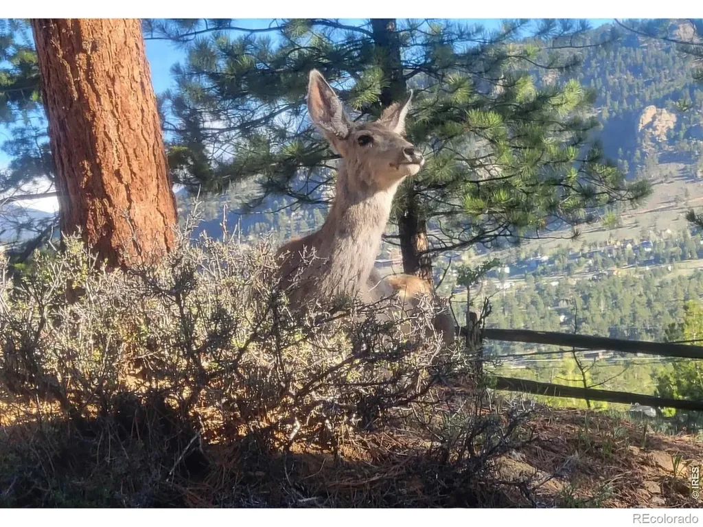 2709 Sunrise Court Estes Park CO 80517