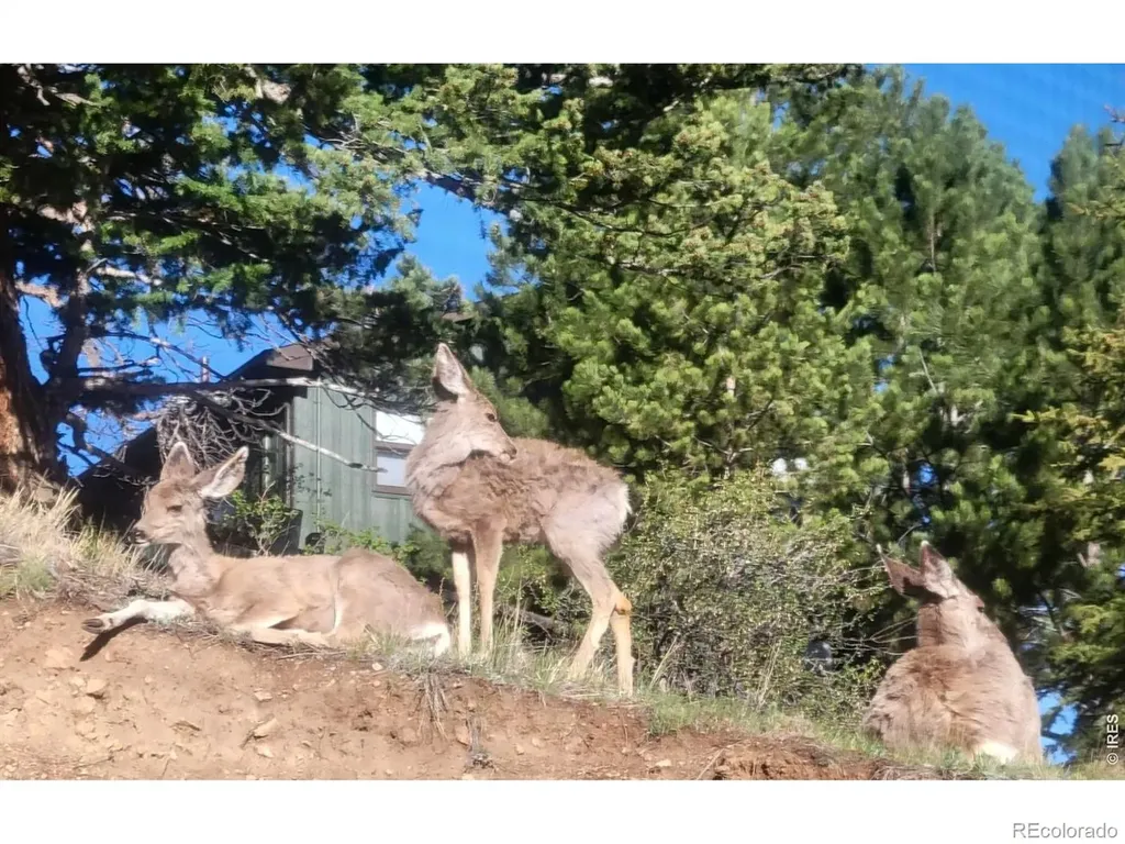 2709 Sunrise Court Estes Park CO 80517