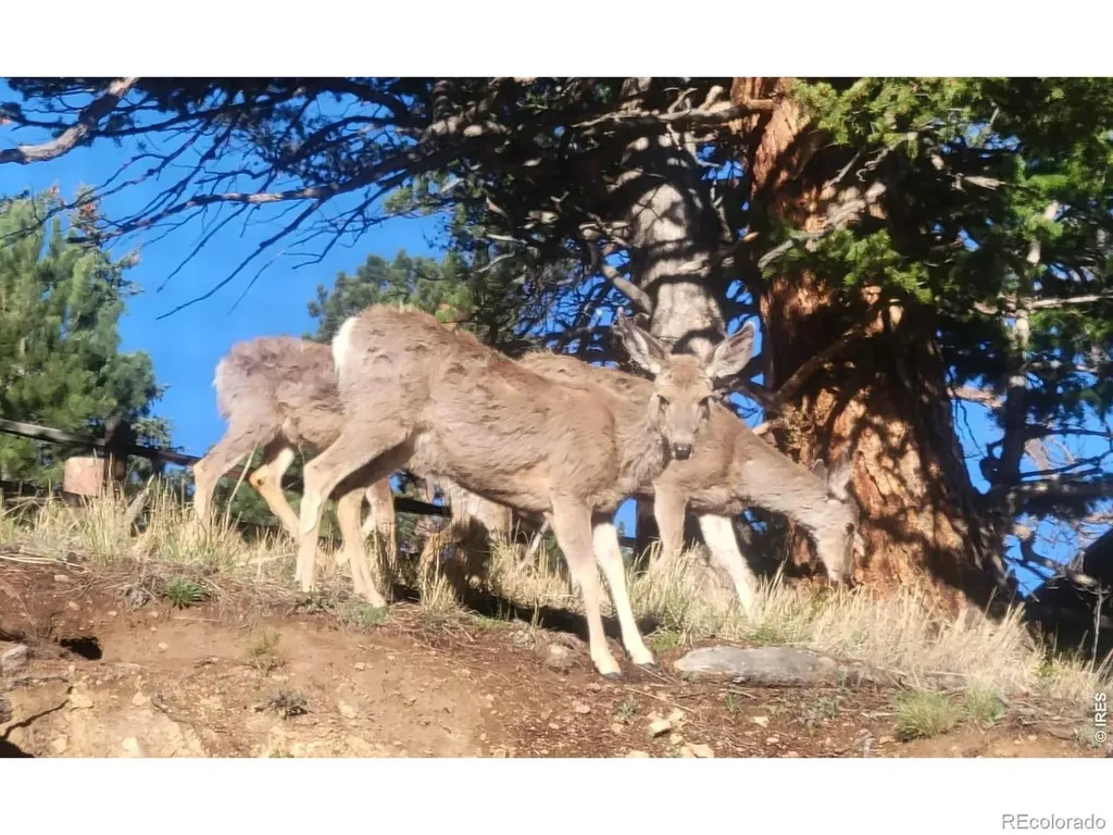 2709 Sunrise Court Estes Park CO 80517