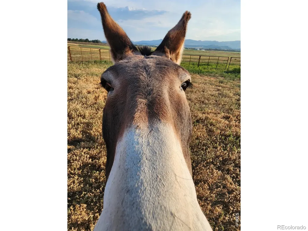 3631 N County Road 19 Fort Collins CO 80524