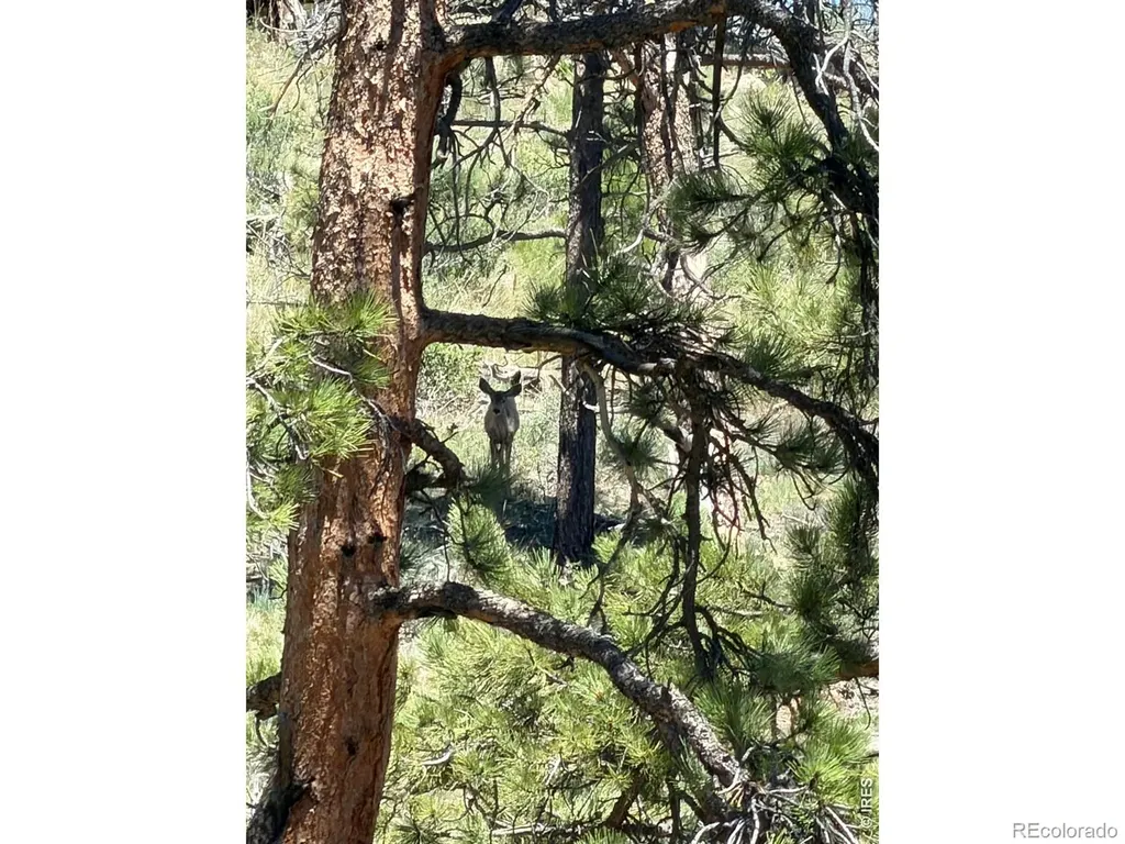 1989 Spencer Mountain Road Bellvue CO 80512