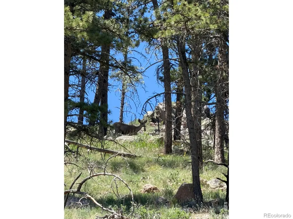 1989 Spencer Mountain Road Bellvue CO 80512
