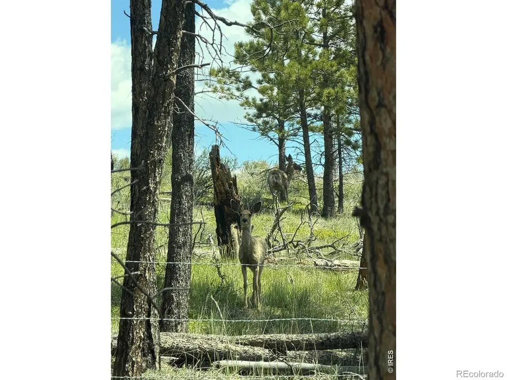 1989 Spencer Mountain Road Bellvue CO 80512