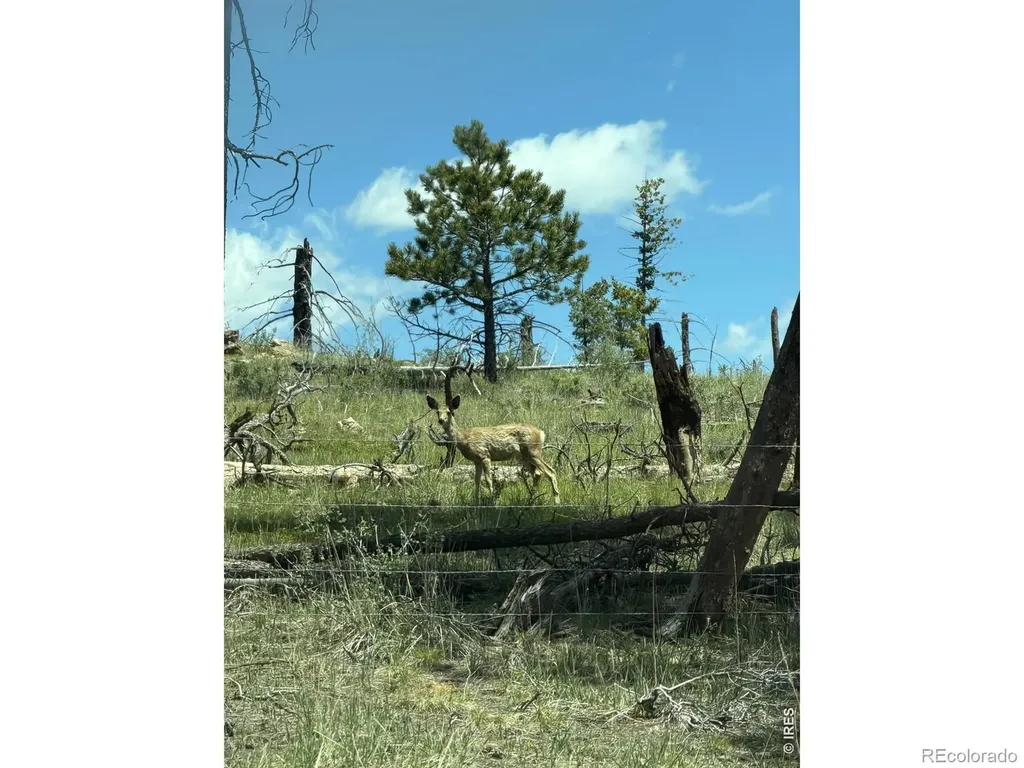 1989 Spencer Mountain Road Bellvue CO 80512