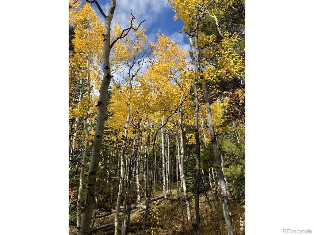 1199 Brainard Lake Road Ward CO 80481